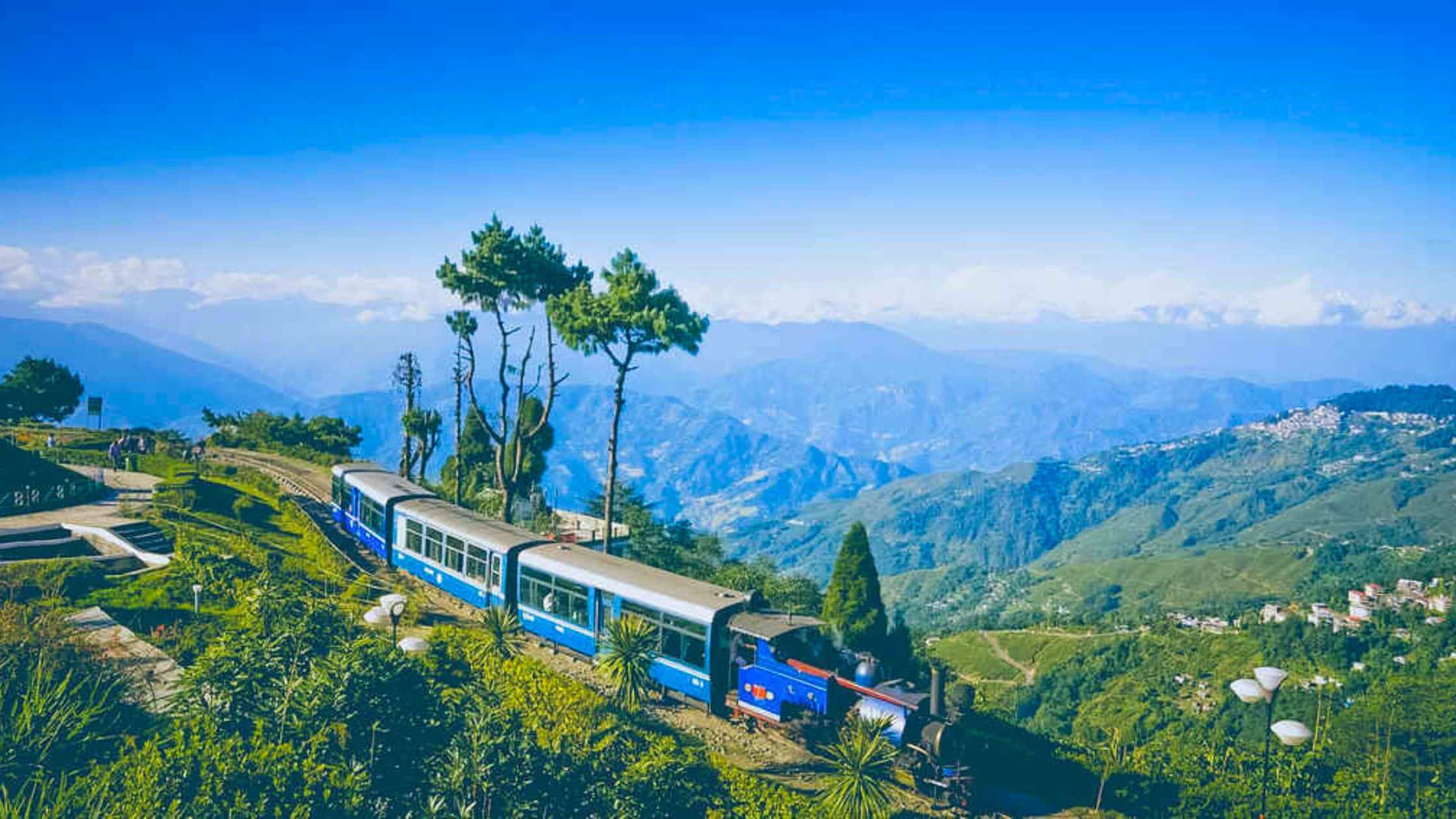 Darjeeling Forest